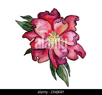 Fleur rose sauvage vue de dessus avec feuilles, isolé sur blanc. illustration aquarelle peinte à la main de rose de chien. Élément floral dessiné à la main - réaliste Banque D'Images