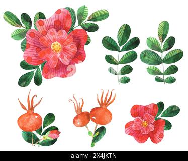 Ensemble de roses de chien stylisées à l'aquarelle fleurs, feuilles, hanche rose Banque D'Images