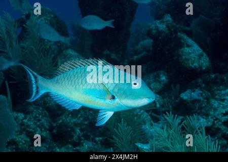 Poisson perroquet à queue rouge dans le récif mésoaméricain Banque D'Images