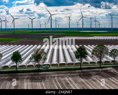 Landwirtschaft, großen Flächen mit Folientunnel, für den Anbau von Erdbeeren, frisch bestellte Felder, Windpark, südlich von Lövenich, gehört zu Erkelenz, im Kreis Heinsberg, Folientunnel *** Agriculture, grandes surfaces avec tunnel de feuille, pour la culture de fraises, champs fraîchement cultivés, parc éolien, au sud de Lövenich, appartient à Erkelenz, dans le quartier de Heinsberg, tunnel de fleuret Banque D'Images