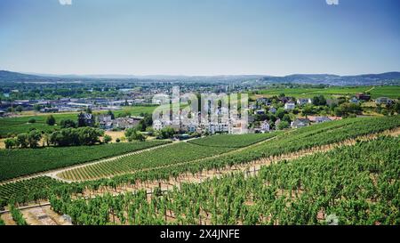 Vignobles Rheingau Riesling près de Scloss Johannisberg, Allemagne. Banque D'Images