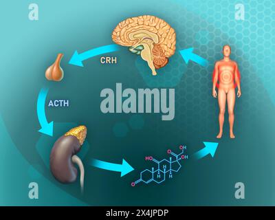 Diagramme basico de réponse au stress du corps humain. Illustratrion numérique, rendu 3D. Banque D'Images