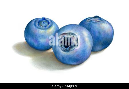Trois bleuets mûrs sur fond blanc. Illustration traditionnelle de crayons de couleur sur papier, ma propre illustration. Banque D'Images