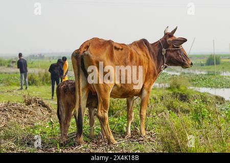 Veau de boeuf brun buvant de la mamelle de la vache mère à l'extérieur dans le champ Banque D'Images