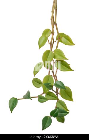 hoya carnosa ou chelsea feuillage fond blanc isolé, plante de cire ou fleur de porcelaine vigne avec feuilles vertes gros plan Banque D'Images