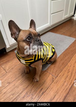Un bouledogue français mignon portant une chemise rayée bourdon dans une cuisine d'une maison. Banque D'Images