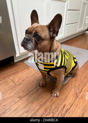 Un bouledogue français mignon portant une chemise rayée bourdon dans une cuisine d'une maison. Banque D'Images