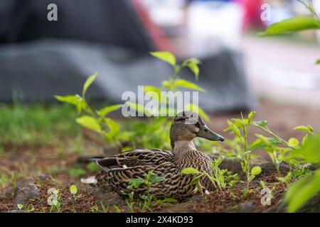 Seattle, États-Unis. 3 mai 2024. Le campement de protestataires Pro Palestine sur la place Rouge continue de croître, jour 5 maintenant plus de 50 tentes. Des militants étudiants se sont rassemblés sur le campus à travers le pays, installant des tentes refusant de partir et appelant à un cessez-le-feu à Gaza. Les premières manifestations de campement originaires de New York, c'est la deuxième manifestation de campement de l'État de Washington à émerger après un événement similaire à Olympia. Crédit : James Anderson/Alamy Live News Banque D'Images