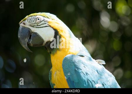 Le maca bleu et or a le dos et le dessus des plumes de la queue du maca bleu et or sont bleu brillant ; le dessous de la queue est jaune olive. Banque D'Images