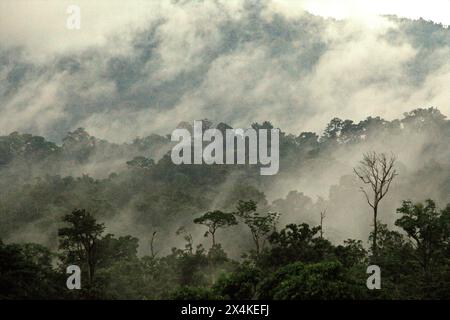 Forêt tropicale au pied du mont Tangkoko et du mont Duasudara (Dua Saudara) à Bitung, Sulawesi du Nord, Indonésie. Ce paysage protège la biodiversité, mais le changement climatique menace à un rythme alarmant. La forêt de Tangkoko souffre actuellement d'une augmentation de la température allant jusqu'à 0,2 degrés Celsius par an, comme l'a rapporté une équipe de primatologues dirigée par Marine Joly, avec l'abondance globale des fruits est également réduite. L’Union internationale pour la conservation de la nature (UICN) affirme que la hausse des températures a entraîné des changements écologiques, comportementaux et physiologiques chez les espèces sauvages et... Banque D'Images