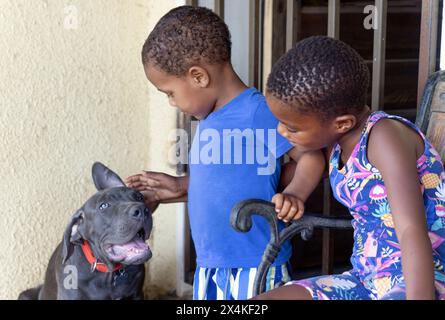 fille africaine souriante et son frère, assis sur un banc à l'extérieur en face de la maison, jouant avec l'animal de compagnie noir boerboel chien Banque D'Images