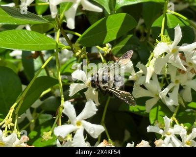 Une abeille charpentier recueille le pollen d'une vigne de jasmin confédérée se prélasser au soleil. Banque D'Images