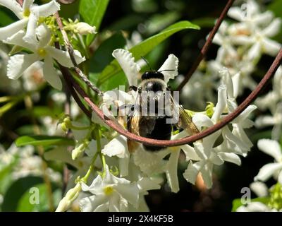 Une abeille charpentier recueille le pollen d'une vigne de jasmin confédérée se prélasser au soleil. Banque D'Images