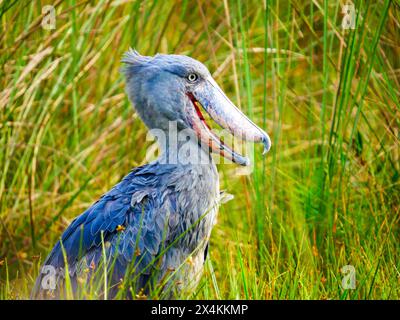 Un oiseau en bec de crin (Balaeniceps rex) dans le marais de Mabamba sur le lac Victoria près d'Entebbe. Banque D'Images