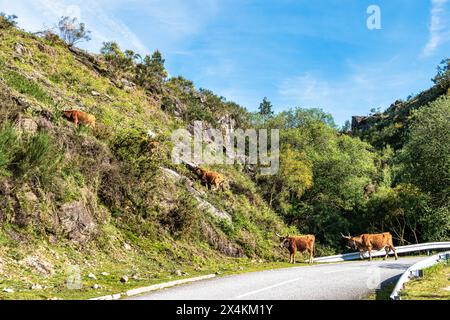 La vache Cachena dans le parc national Peneda-Geres dans le nord du Portugal. C'est une race traditionnelle portugaise de bovins de montagne excellente pour sa viande et ses tractus Banque D'Images