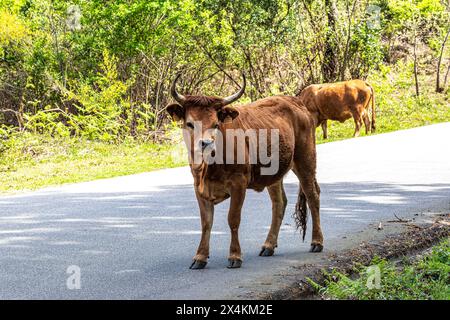 La vache Cachena dans le parc national Peneda-Geres dans le nord du Portugal. C'est une race traditionnelle portugaise de bovins de montagne excellente pour sa viande et ses tractus Banque D'Images