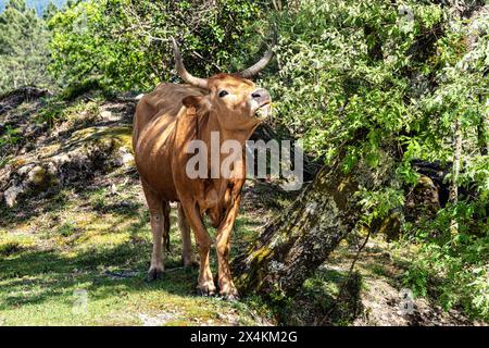 La vache Cachena dans le parc national Peneda-Geres dans le nord du Portugal. C'est une race traditionnelle portugaise de bovins de montagne excellente pour sa viande et ses tractus Banque D'Images