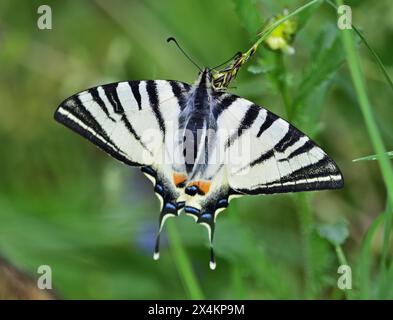 Rare queue d'araignée - Iphiclides podalirius dans la réserve naturelle de Marchegg Banque D'Images