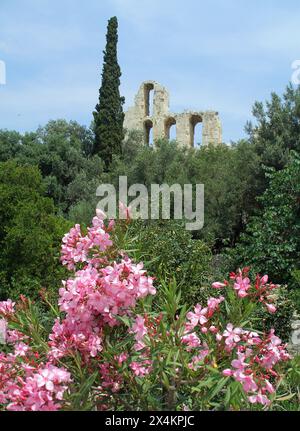 l'odéon antique d'hérode atticus se ruine derrière de belles fleurs de laurier rose et un cyprès en colonne près de l'acropole à athènes, en grèce Banque D'Images