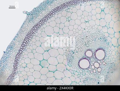 Cucurbis sous microscope optique Banque D'Images