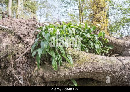 Ail sauvage (Allium ursinum) poussant sur un tronc d'arbre tombé, Angleterre, Royaume-Uni Banque D'Images