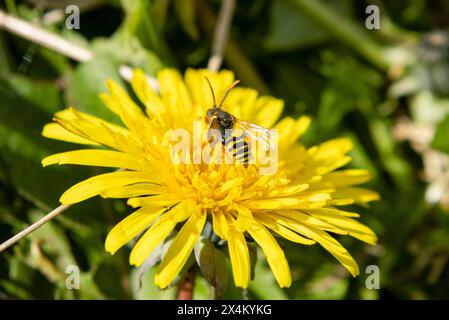 Goodens nomade abeille sur pissenlit Banque D'Images