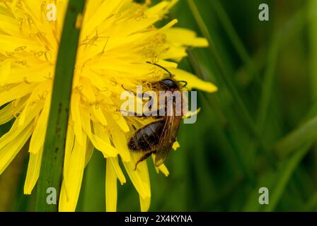 Abeille minière de chocolat sur pissenlit Banque D'Images