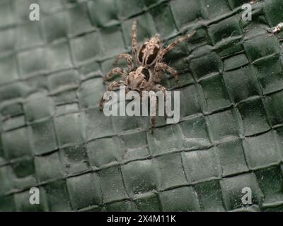 Araignée sauteuse murale grise ou Menemerus bivittatus sur un fond de bâche de couleur verte, à la recherche de sa proie. Banque D'Images