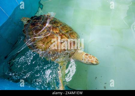 Big Olive Ridley Turtle nage dans un grand étang Banque D'Images