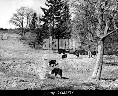 Claife, près de Far Sawry, Cumbria - 12 avril 1983 Banque D'Images