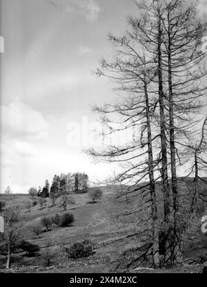 Claife, près de Moss Eccles, Cumbria - 12 avril 1983 Banque D'Images