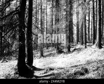 Claife, près de Wise een Tarn, Cumbria - 12 avril 1983 Banque D'Images