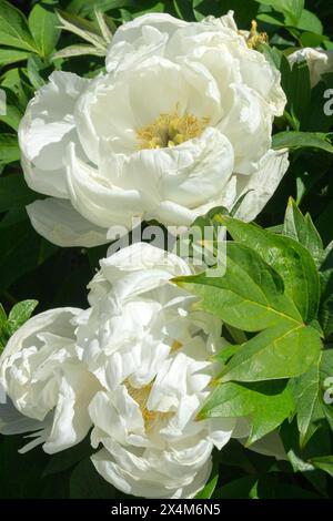 Pivoine d'arbre Paeonia × suffruticosa pivoines, Paeonia 'Godaishu' Blanc, fleur fleurs floraison floraison en fleurs Banque D'Images