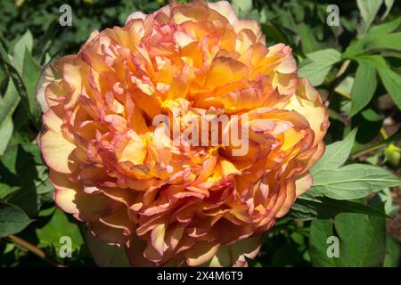 Orange Paeonia lutea arbre hybride pivoine Peonies Paeonia 'souvenir de Maxime Cornu' fleur fleurs floraison en fleur Banque D'Images