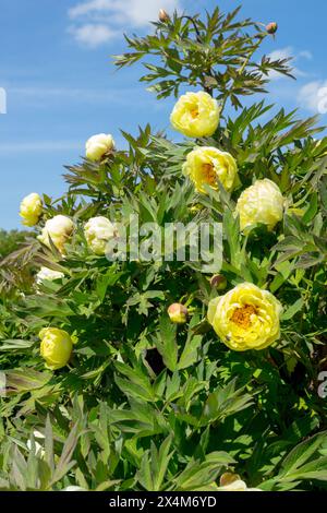 Pivoines d'arbre hybride Paeonia lutea, paeonia jaune citron 'High Noon', jardin Banque D'Images