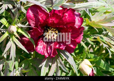 Red Paeonia 'Black Pirate' Paeonia lutea arbre hybride pivoine tête de fleur Banque D'Images