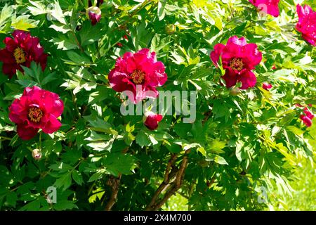 Pivoines d'arbre rouge hybride Paeonia lutea, Paeonia 'Black Pirate', plante de jardin Banque D'Images