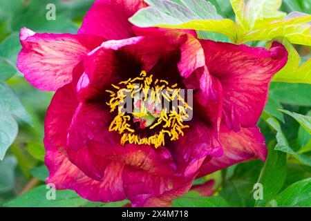 Tête de fleur rouge Paeonia 'Gauguin' Paeonia lutea arbre hybride pivoines Banque D'Images