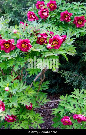 Jardin Paeonia lutea hybride arbre Rouge pivoine pivoine « Gauguin » Banque D'Images