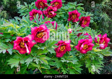 Fleur fleurs rouges floraison floraison floraison en fleurs, Paeonia 'Gauguin' Paeonia lutea pivoines hybrides arbre Banque D'Images