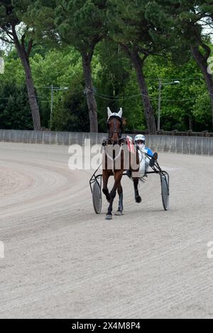 Échauffement avant la course de trot, Horse No. 7 et jockey sur sulky en action sur la piste de sable de l'hippodrome de Padoue, en Italie. Banque D'Images