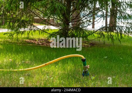 Tuyau d'arrosage jaune sur l'herbe verte près de l'épicéa dans la cour arrière le jour ensoleillé d'été, utilisé pour arroser la pelouse et les plantes. Perspective au niveau du sol avec h. Banque D'Images