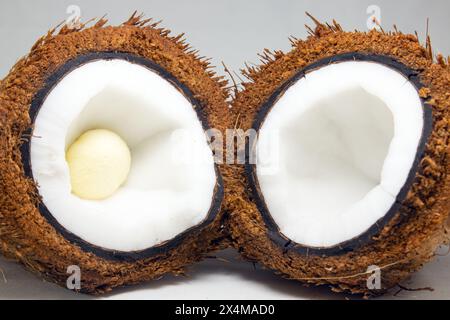 Une noix de coco recouverte de fibre de coco ou de noix de coco qui a chair blanche ou de la viande de noix de coco et embryon de noix de coco à l'intérieur tranché en deux. Banque D'Images