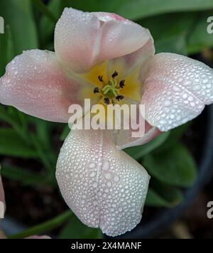 Édimbourg, Écosse, Royaume-Uni. 4 mai 2024. Les globules d'humidité se déposent sur les pétales des fourrages après la brume de nuit. Sur la photo : pétales de tulipe de lis avec globules d'humidité. Température 11 degrés centigrades. Credit : Arch White/Alamy Live news. Banque D'Images