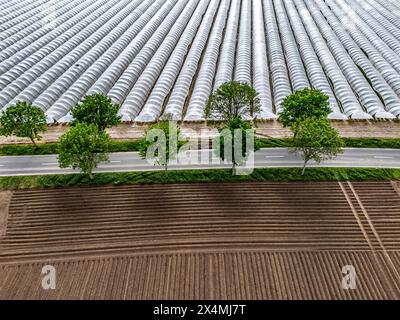 L'agriculture, grandes surfaces avec des tunnels de feuilles, pour la culture des fraises, champs fraîchement cultivés, au sud de Lövenich, appartient à Erkelenz, in Banque D'Images