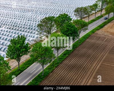 L'agriculture, grandes surfaces avec des tunnels de feuilles, pour la culture des fraises, champs fraîchement cultivés, au sud de Lövenich, appartient à Erkelenz, in Banque D'Images