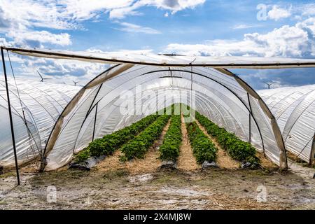 Agriculture, grandes surfaces avec des tunnels de feuille, pour la culture de fraises, parc éolien, au sud de Lövenich, appartient à Erkelenz, dans le district de Heinsberg, Banque D'Images