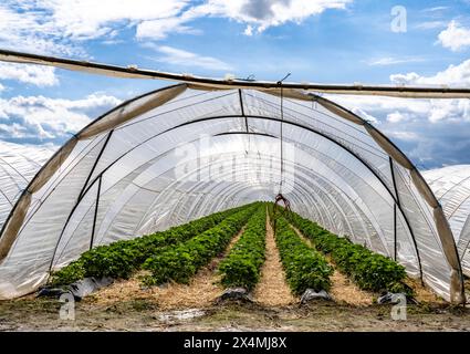Agriculture, grandes surfaces avec des tunnels de feuille, pour la culture de fraises, parc éolien, au sud de Lövenich, appartient à Erkelenz, dans le district de Heinsberg, Banque D'Images