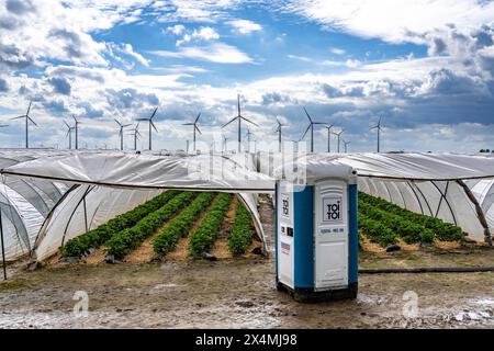 Agriculture, grandes surfaces avec tunnel de feuille, pour la culture de fraises, ferme éolienne, au sud de Lövenich, appartient à Erkelenz, dans le district de Banque D'Images