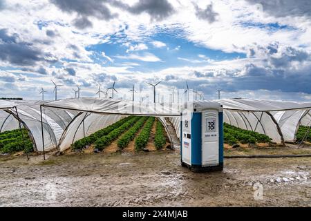 Agriculture, grandes surfaces avec tunnel de feuille, pour la culture de fraises, ferme éolienne, au sud de Lövenich, appartient à Erkelenz, dans le district de Banque D'Images